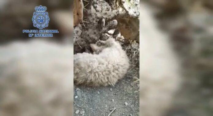 Sucesos.- Detienen a un hombre por un delito de maltrato animal a su mascota en Las Palmas de Gran Canaria