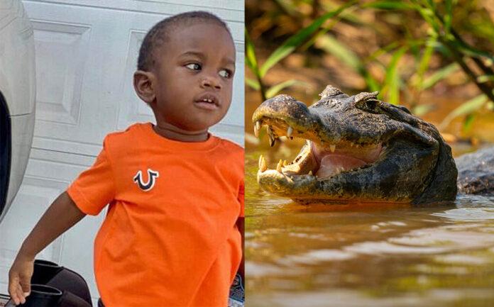 Wild caiman with fish in mouth in the nature habitat. Wild brasi