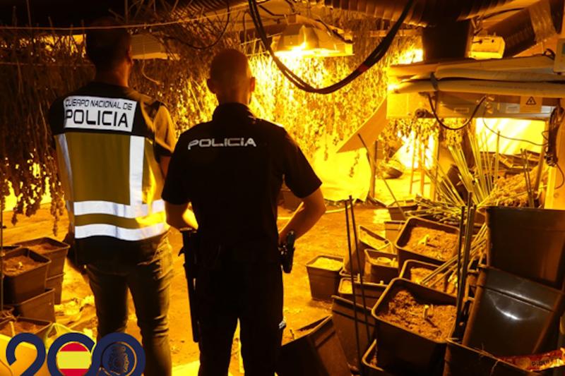 Tres detenidos en Igualada por tener una plantación de marihuana en una vivienda y distribuirla