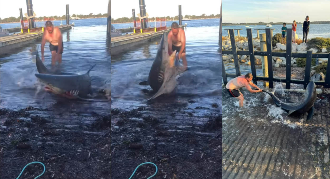 Man rescues stranded shark, swims away with its dorsal fin