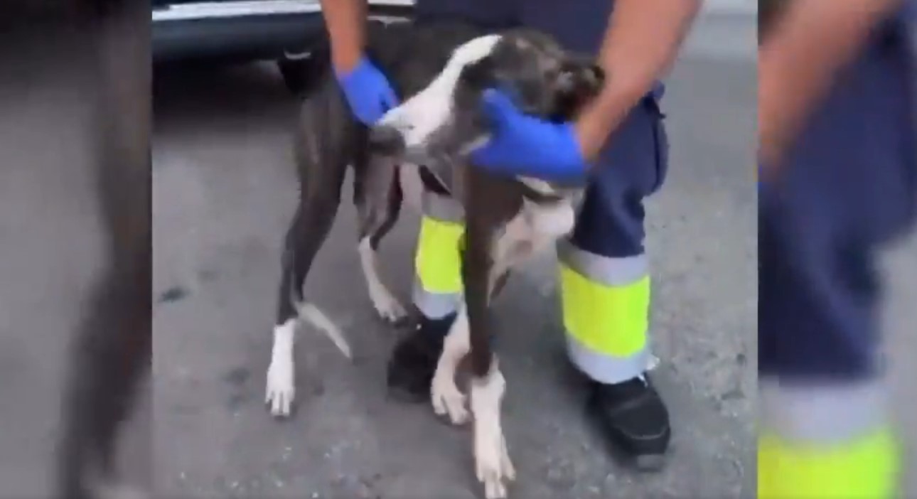 VÍDEO | Rescaten un cadell de llebrer que vivia en condicions pèssimes tancat en una furgoneta