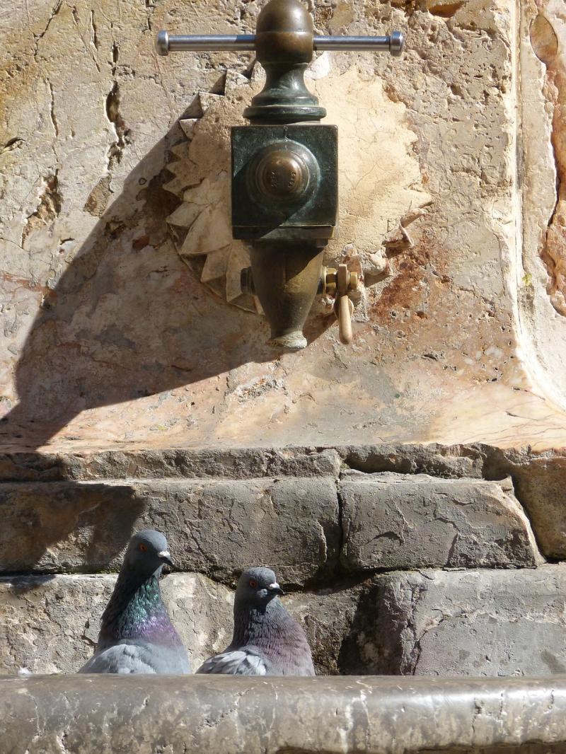 palomas tarragona