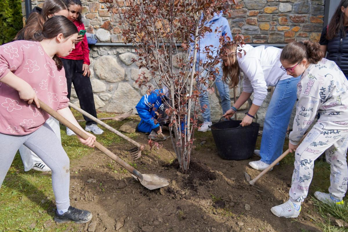 Un momento de la plantación de los árboles por parte de los alumnos de la escuela andorrana de segunda enseñanza de Encamp 1