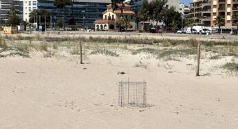 Temporada de nidificació del corriol camanegre a Torredembarra