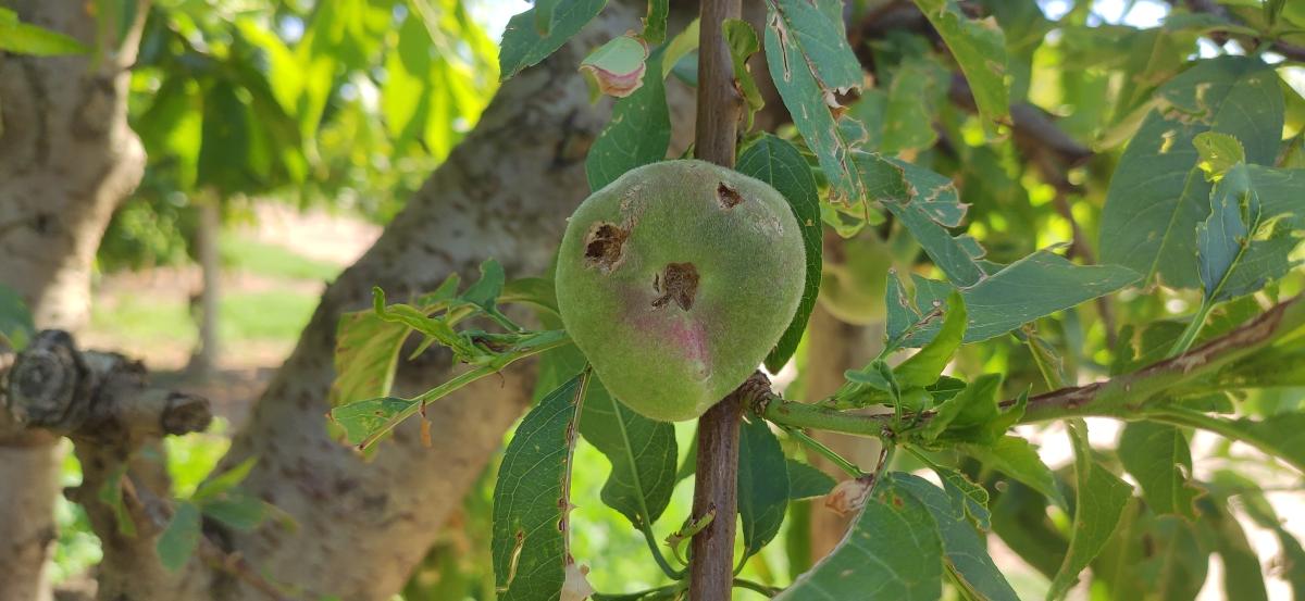 pedregada Ponent fruiters