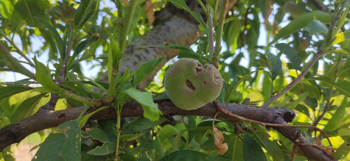 pedregada Ponent fruiters