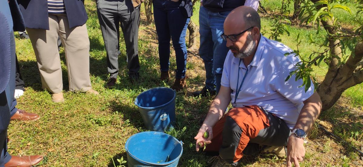 Agroseguro peritatge finca Soses pedregada