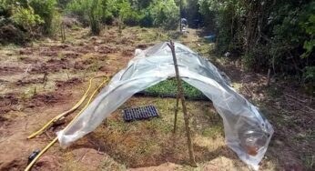 Desmantelan una plantación de 6.000 plantas de marihuana en una zona boscosa en el Alt Camp