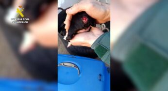 Un veí de Tortosa mutila la cua de tres cadells de gos per motius estètics