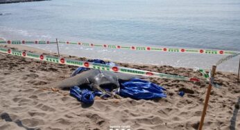 Apareix una manta ratlla de 3 metres a la platja de Sitges