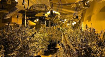 Desmantellen una nova plantació de marihuana al polígon Els Frares de Lleida