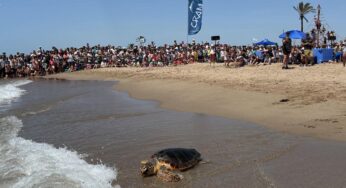 Alliberen cinc tortugues marines a la platja del Prat de Llobregat