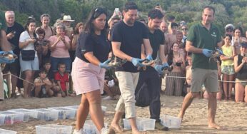 Tarragona allibera les darreres tortugues careta nascudes al niu de la Savinosa
