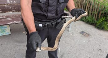 Capturen una serp a prop d’un parc infantil a Barcelona