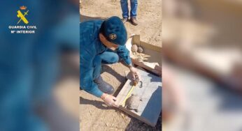 Rescaten quatre tortugues en perill d’extinció a la Selva del Camp